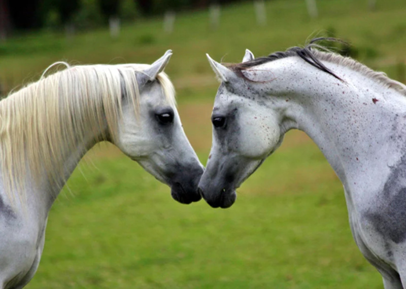 chevaux-arabes-gris